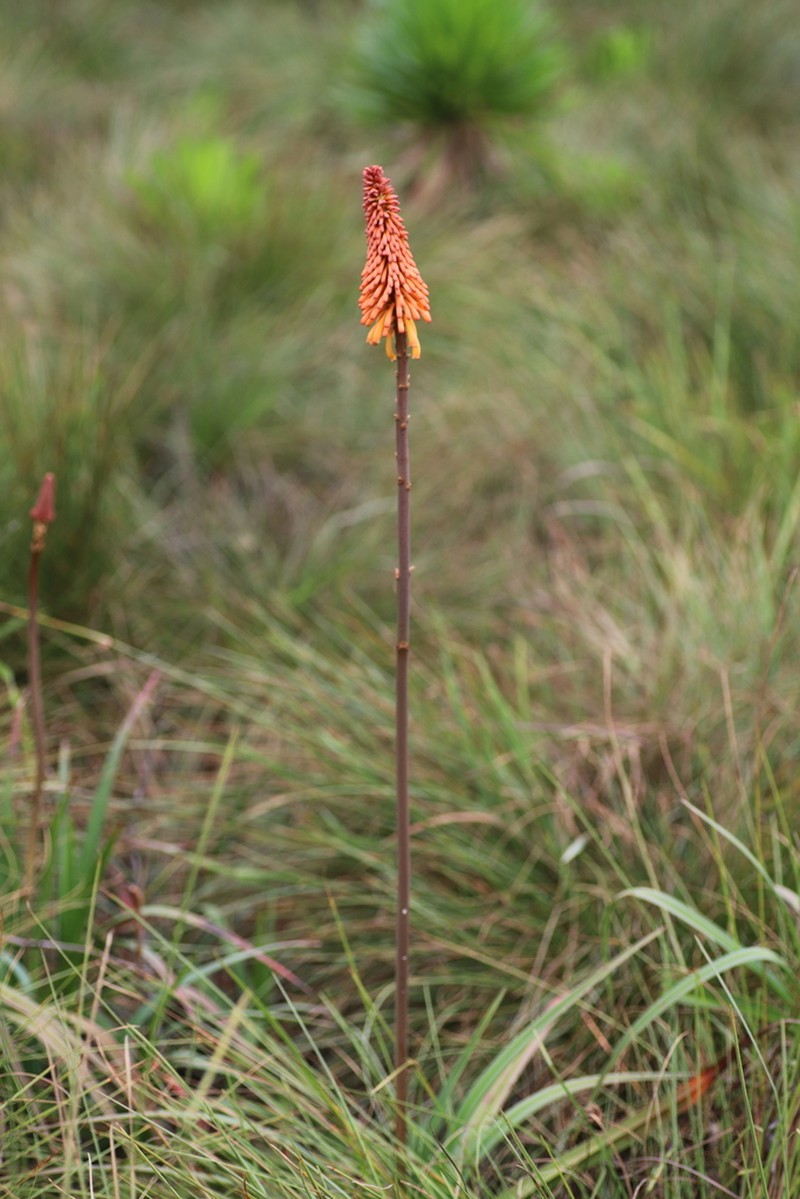Kniphofia vandeweghei photo 2