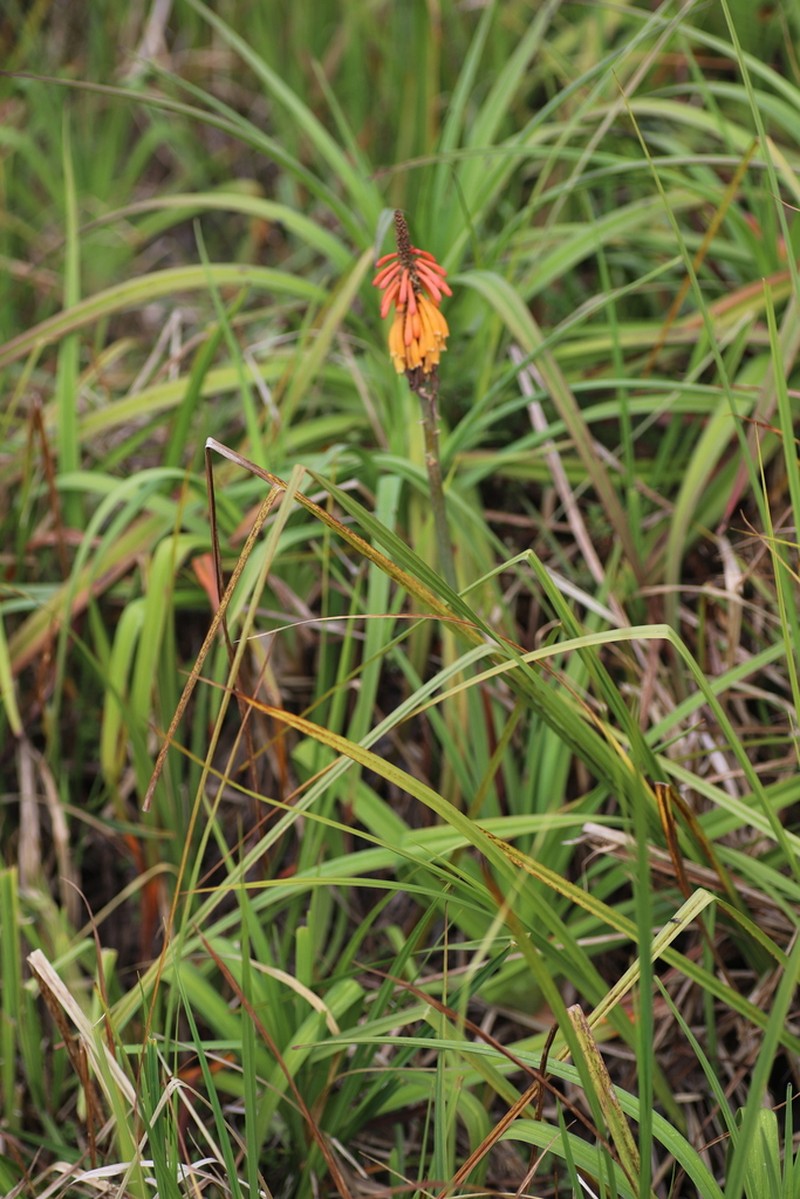 Kniphofia vandeweghei photo 5