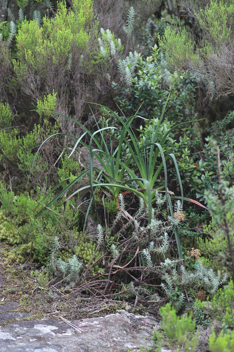Kniphofia vandeweghei photo 6