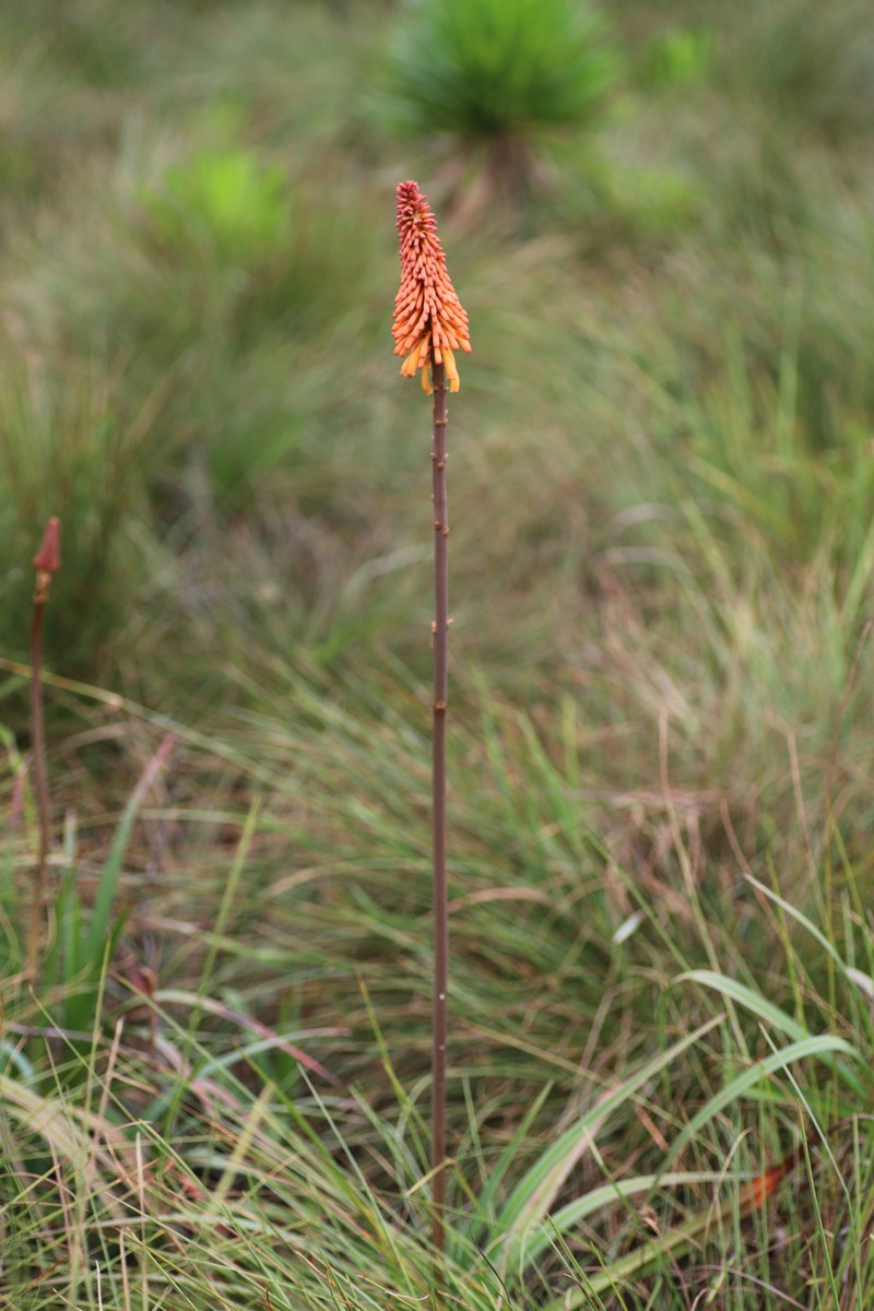 Kniphofia vandeweghei photo 7
