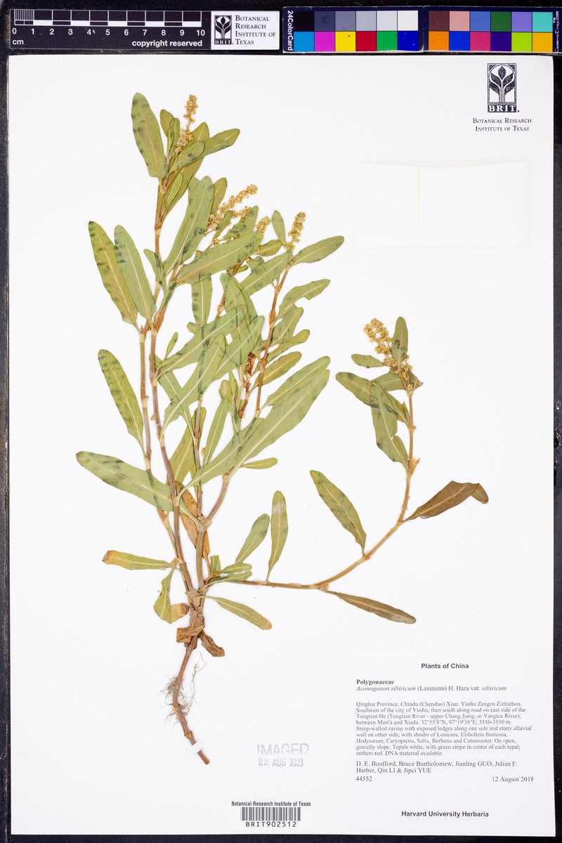 Knorringia sibirica subsp. sibirica