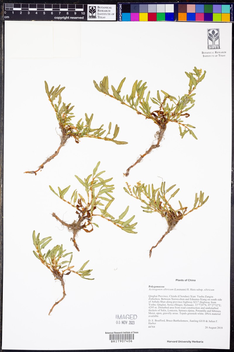 Knorringia sibirica subsp. sibirica photo 2