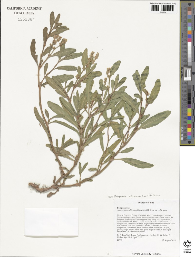 Knorringia sibirica subsp. sibirica photo 3