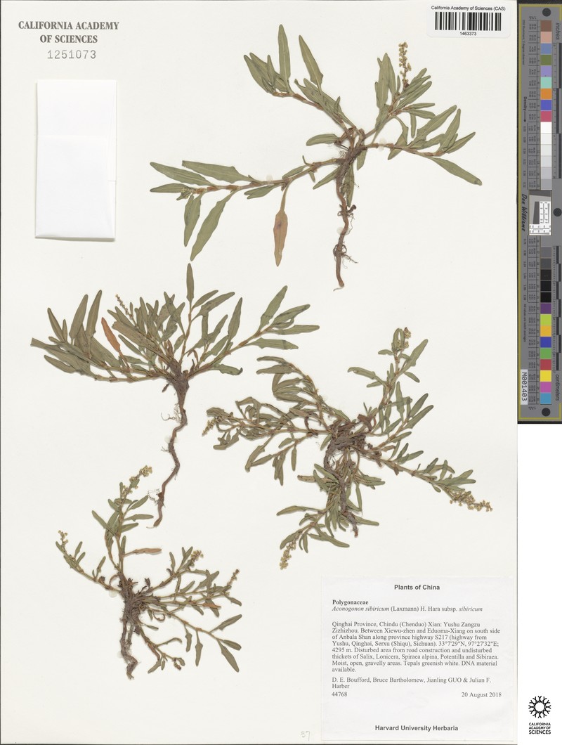 Knorringia sibirica subsp. sibirica photo 4