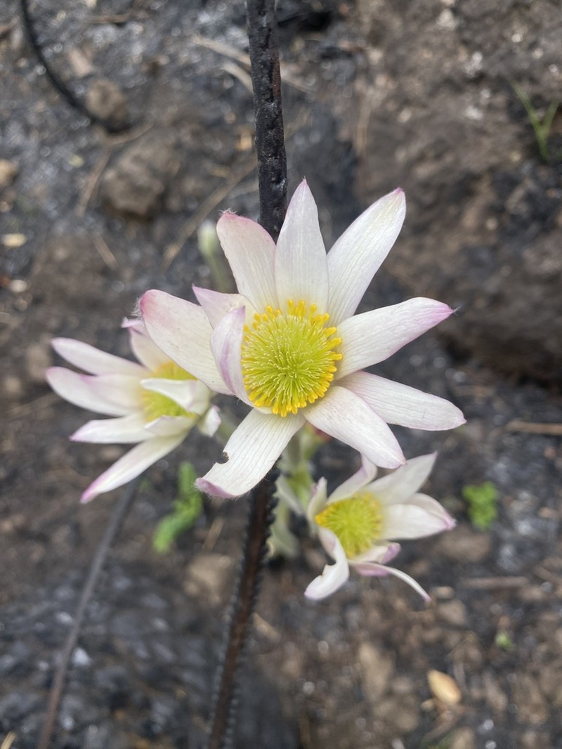 Knowltonia afra