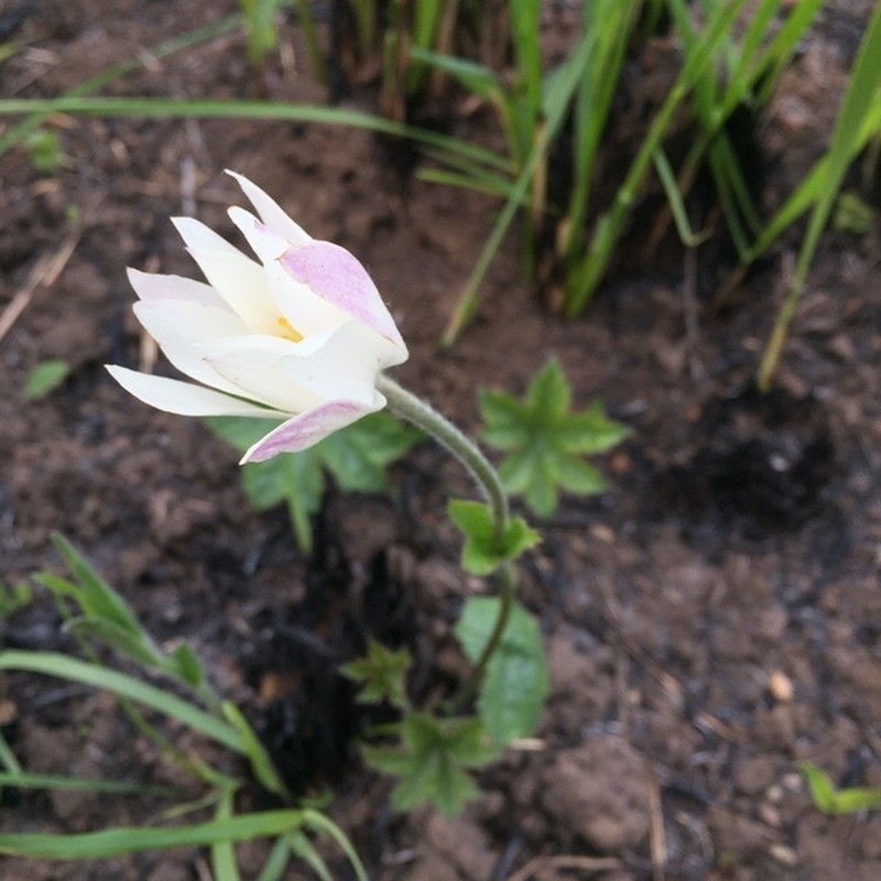 Knowltonia afra photo 3