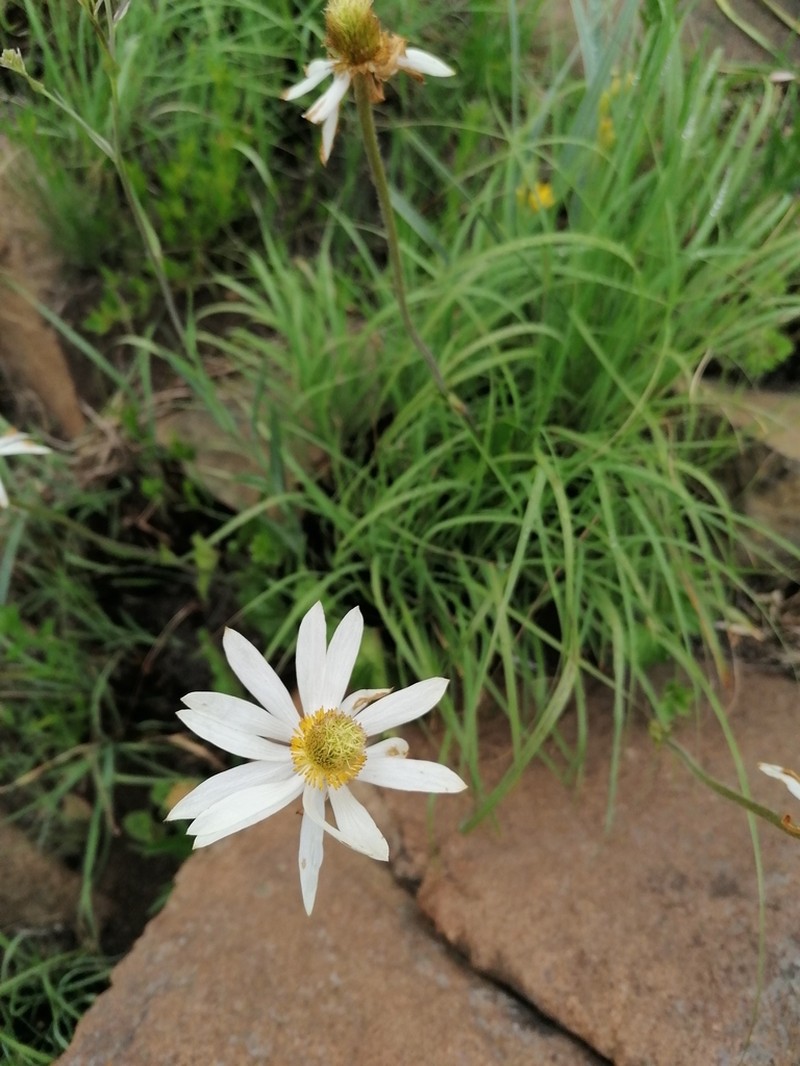 Knowltonia afra photo 4