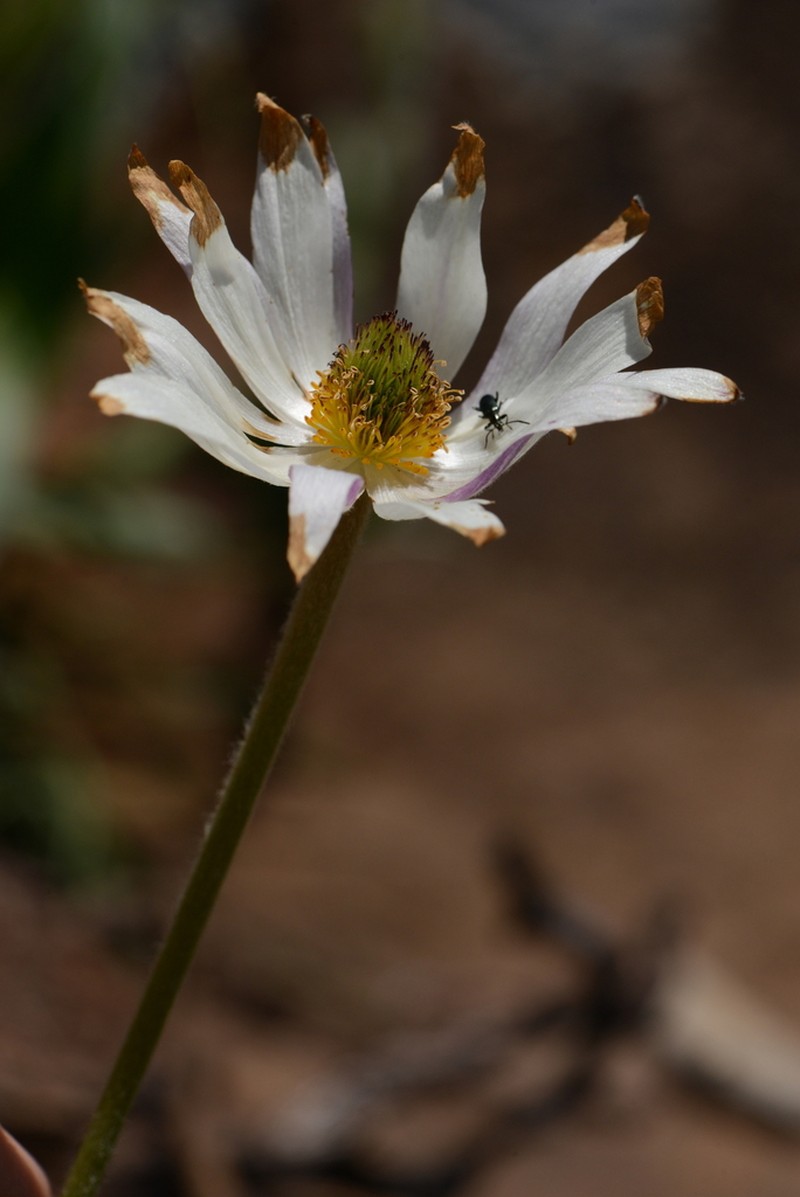 Knowltonia afra photo 5