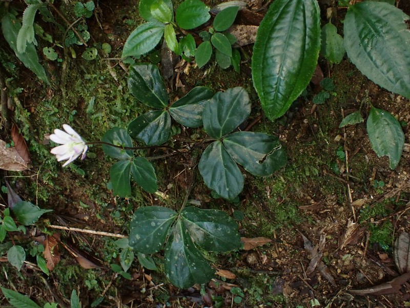 Knowltonia assisbrasiliana