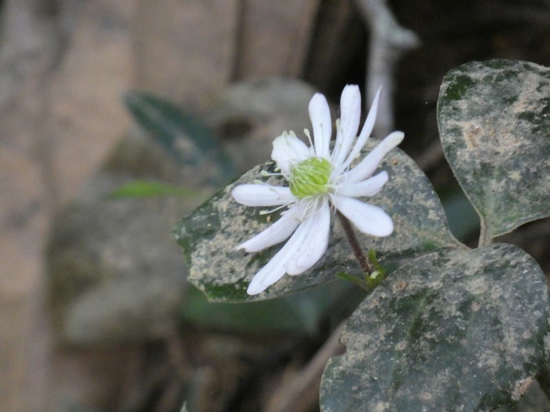 Knowltonia assisbrasiliana photo 2