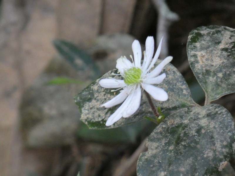 Knowltonia assisbrasiliana photo 4