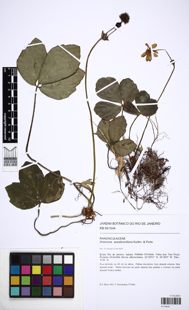 Knowltonia assisbrasiliana photo 5