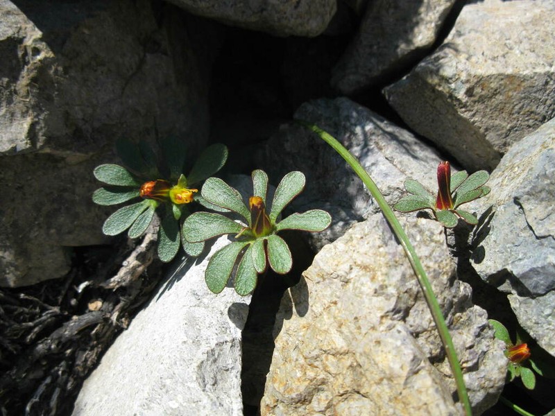 Knowltonia balliana