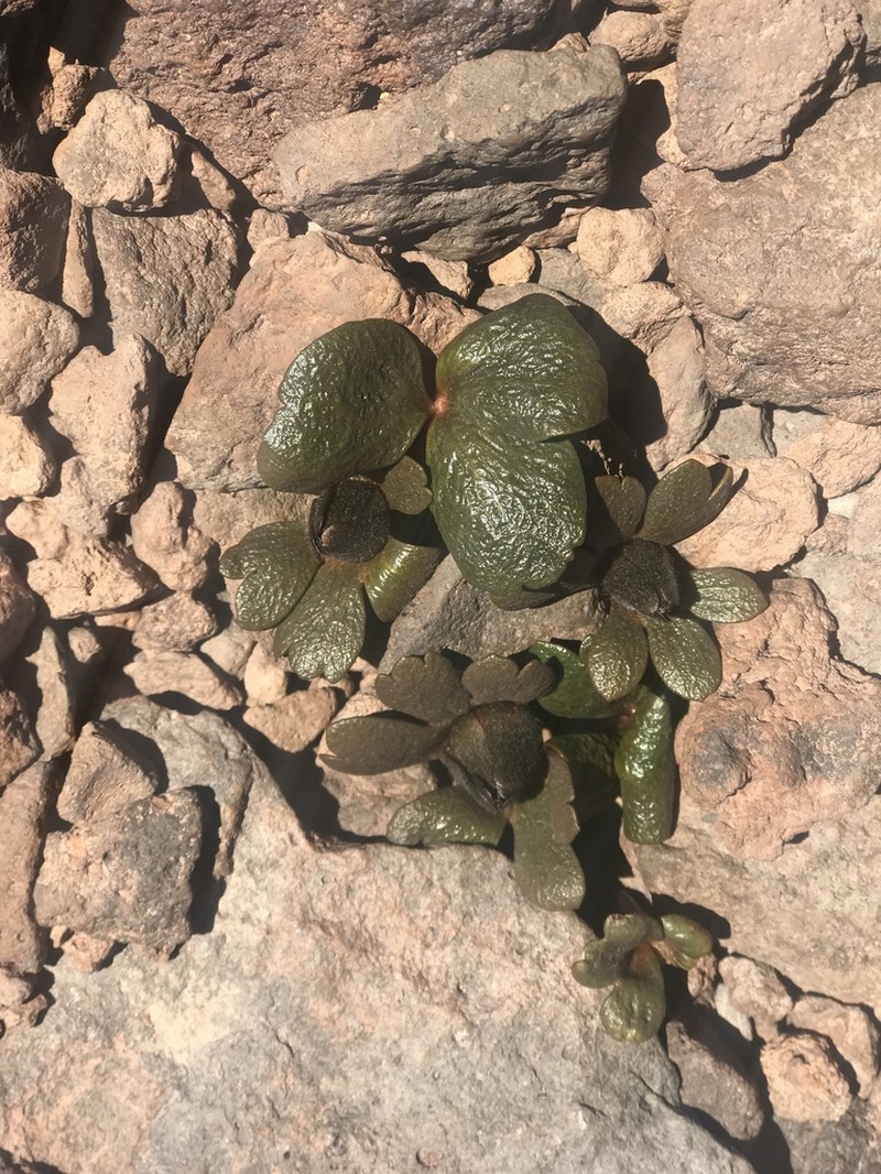 Knowltonia balliana photo 2