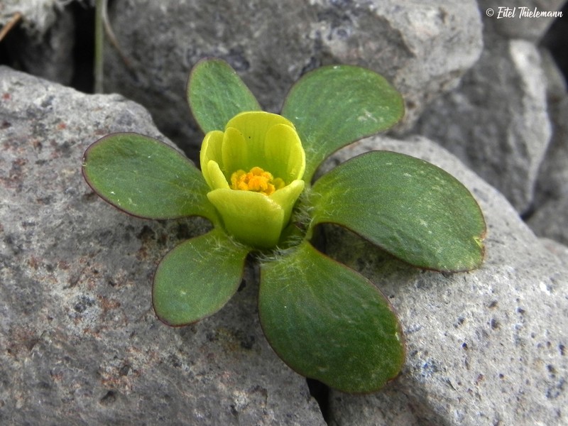 Knowltonia balliana photo 3