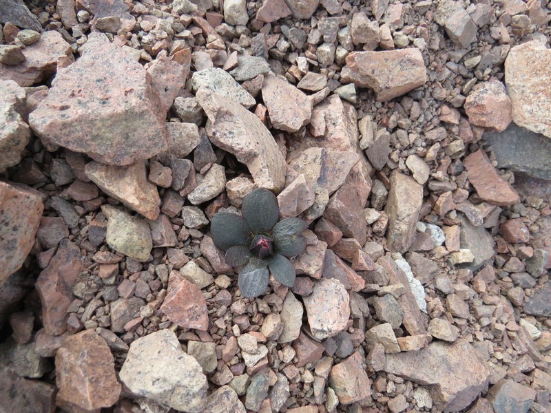 Knowltonia balliana photo 4