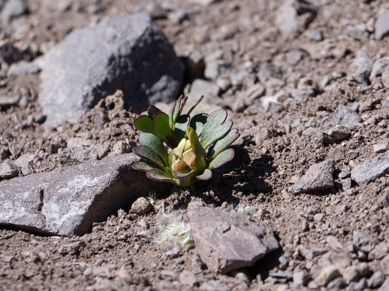 Knowltonia balliana photo 5