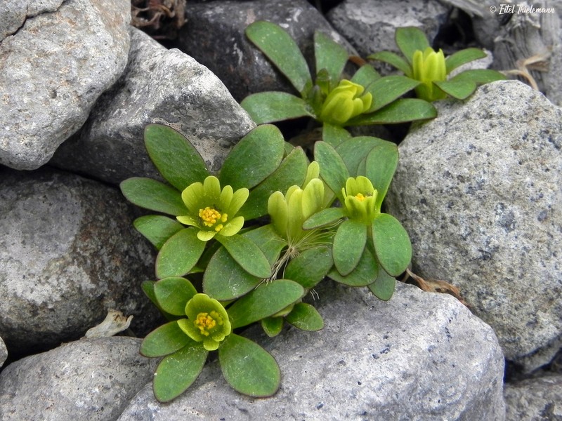 Knowltonia balliana photo 6