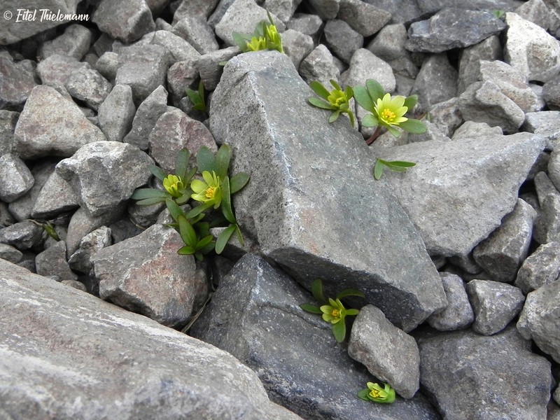 Knowltonia balliana photo 7