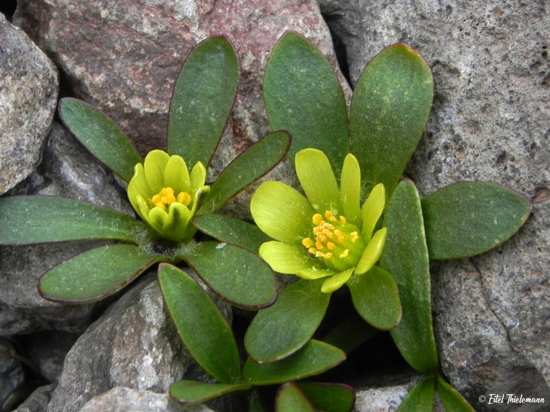 Knowltonia balliana photo 8