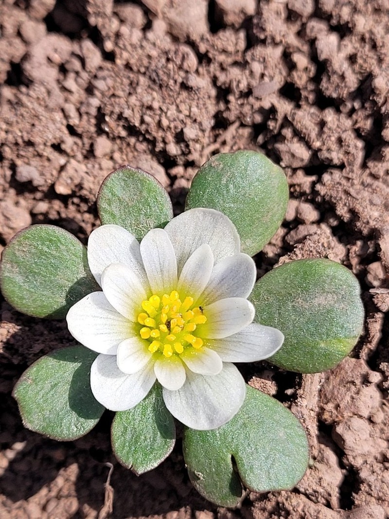 Knowltonia chilensis