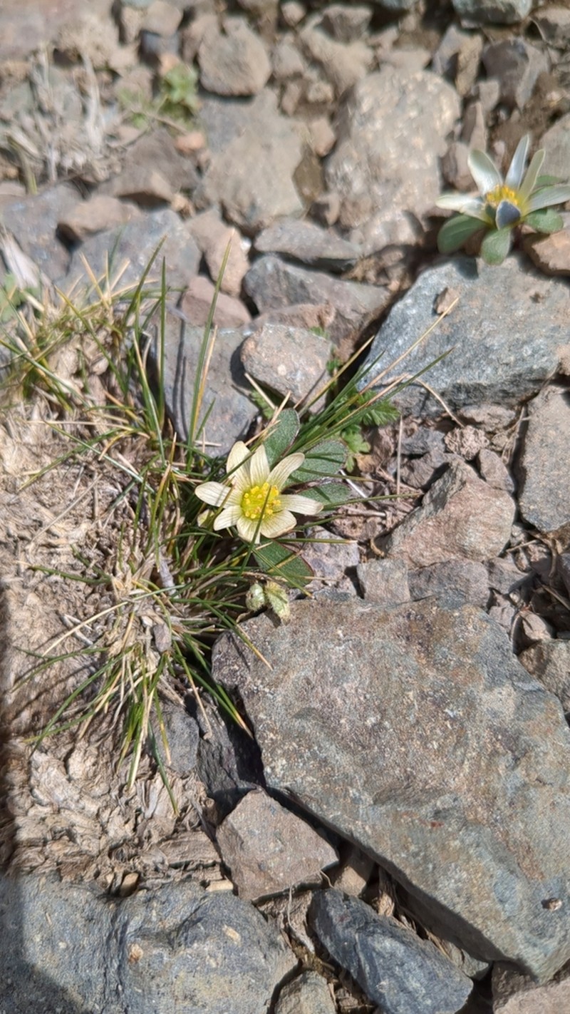 Knowltonia chilensis photo 2