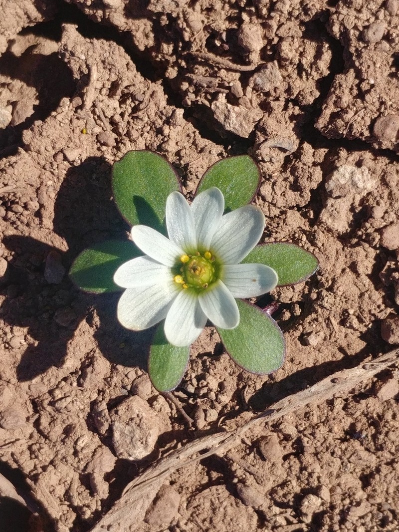 Knowltonia chilensis photo 3