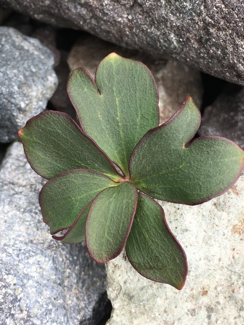 Knowltonia chilensis photo 4