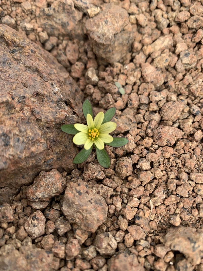 Knowltonia chilensis photo 5