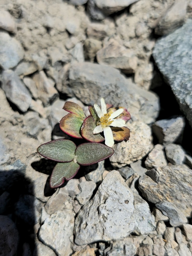 Knowltonia chilensis photo 6