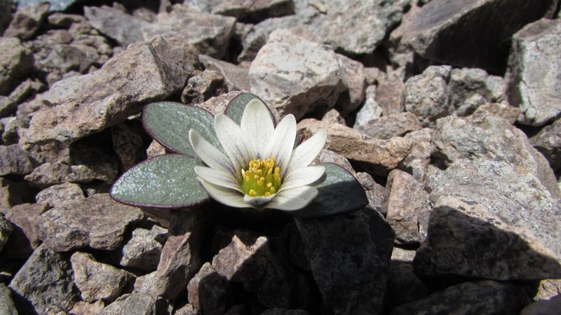 Knowltonia chilensis photo 7