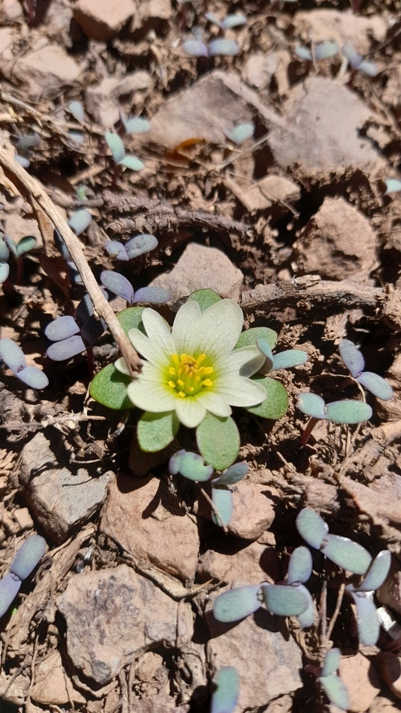 Knowltonia chilensis photo 8
