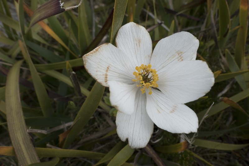 Knowltonia crassifolia