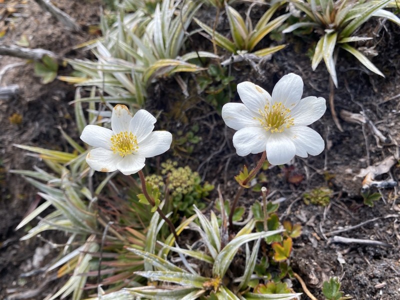 Knowltonia crassifolia photo 2