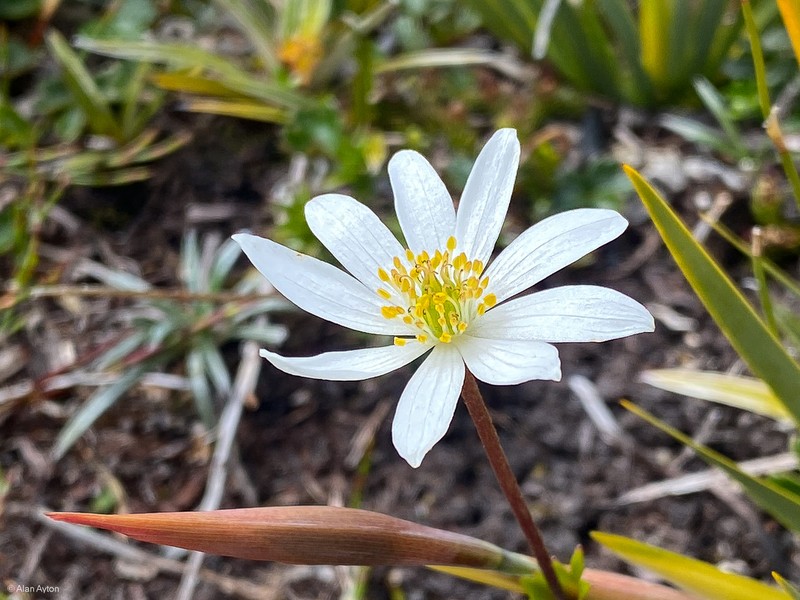 Knowltonia crassifolia photo 3