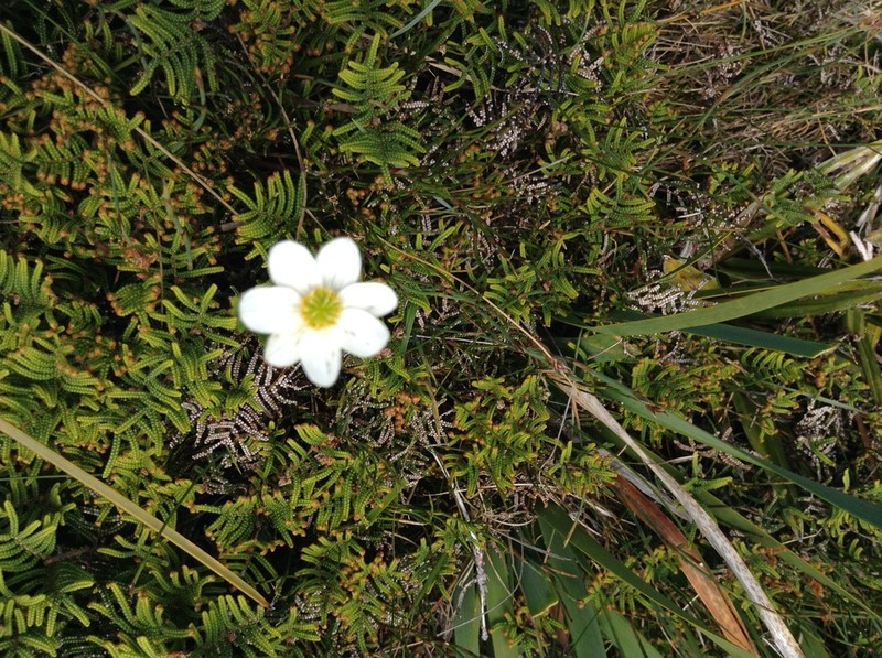 Knowltonia crassifolia photo 4