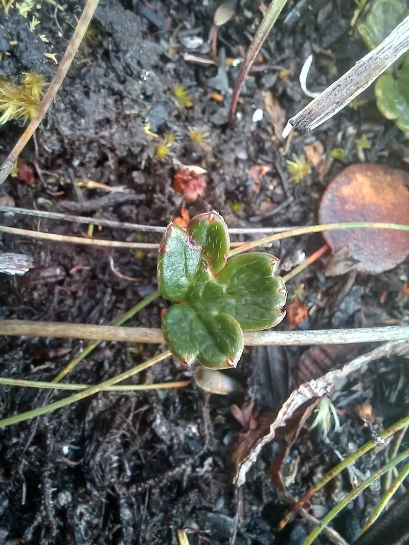 Knowltonia crassifolia photo 5
