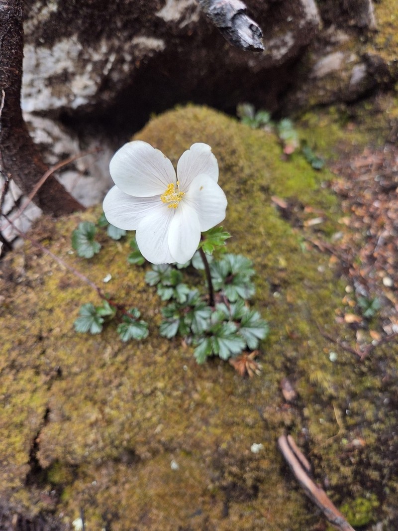 Knowltonia crassifolia photo 6