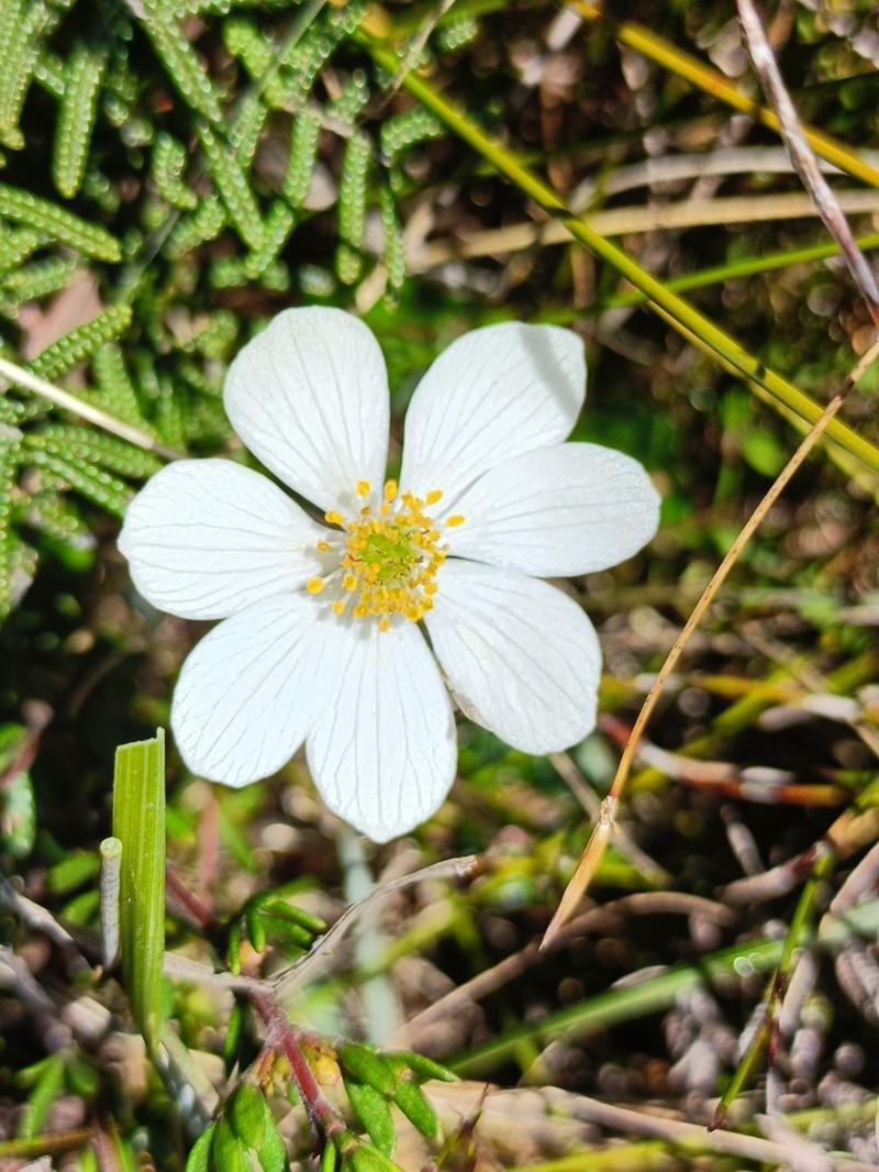 Knowltonia crassifolia photo 7