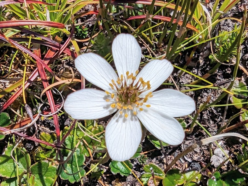 Knowltonia crassifolia photo 8