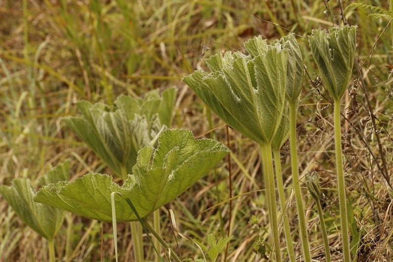 Knowltonia fanninii