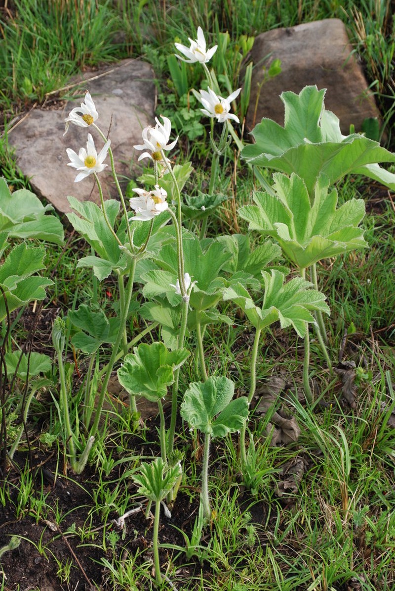 Knowltonia fanninii photo 2
