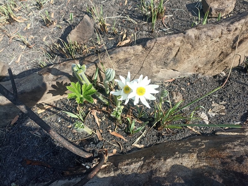 Knowltonia fanninii photo 3