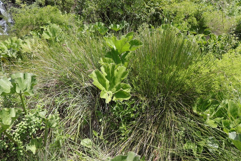 Knowltonia fanninii photo 4