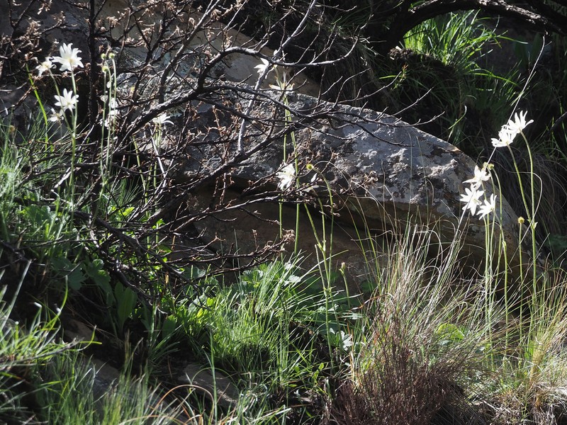 Knowltonia fanninii photo 6