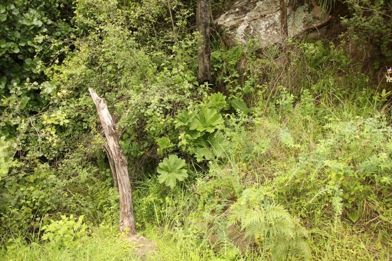 Knowltonia fanninii photo 7
