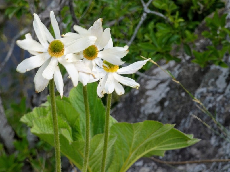 Knowltonia fanninii photo 8