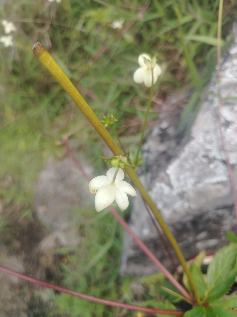 Knowltonia helleborifolia