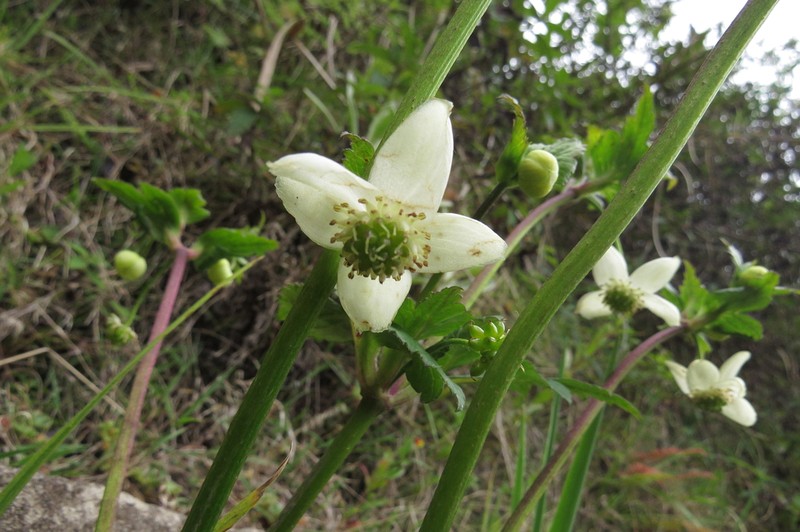 Knowltonia helleborifolia photo 2