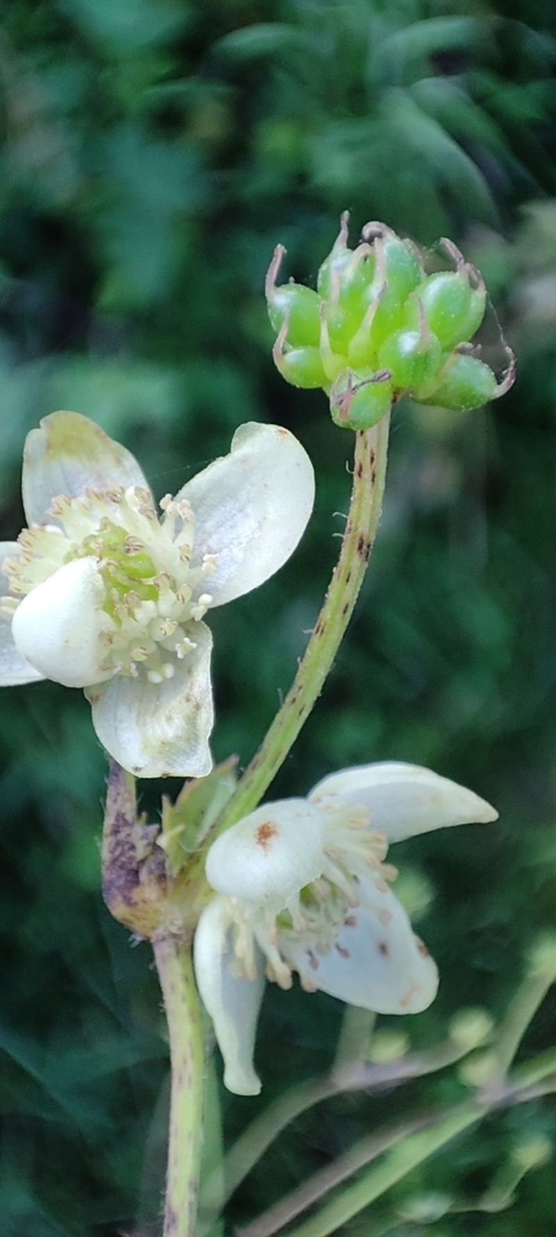 Knowltonia helleborifolia photo 3